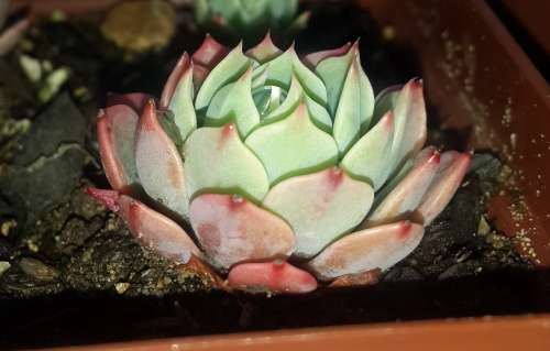 Echeveria Secunda