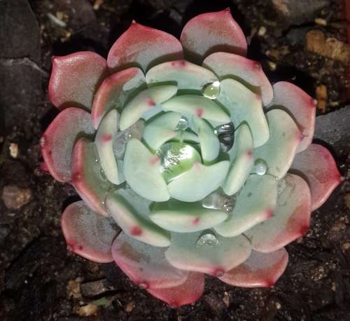 Echeveria Secunda