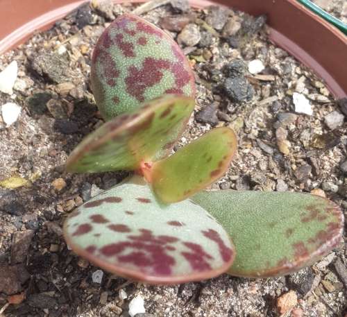 Adromischus maculatus