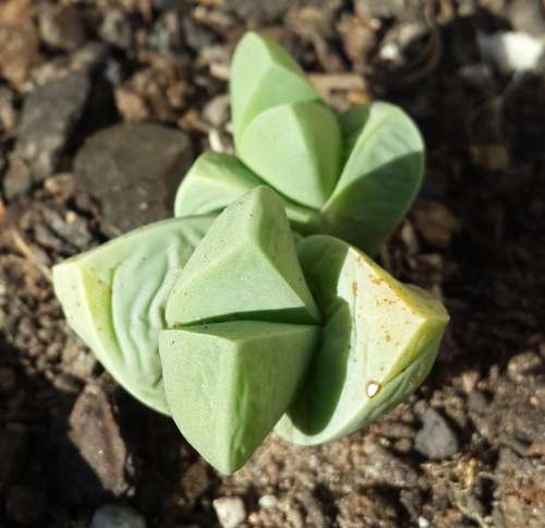 Argyroderma delaetii