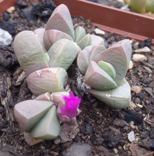 Argyroderma delaetii