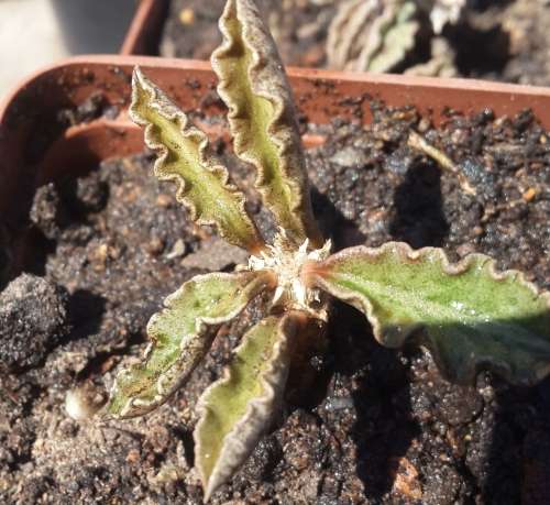 Euphorbia  decaryi