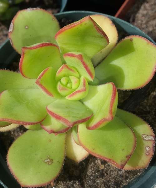 Aeonium haworthii