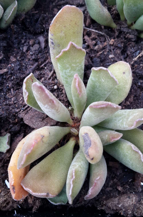 Adromischus cristatus v. clavifolius