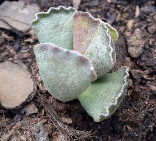 Adromischus cristatus