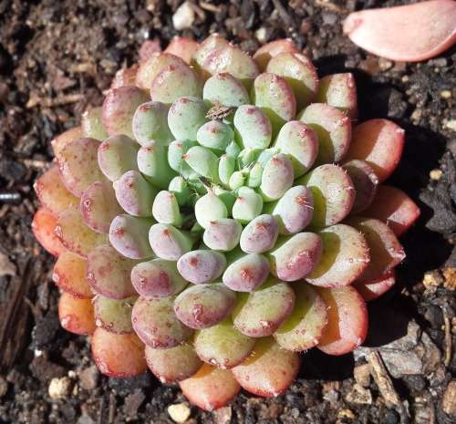 Echeveria setosa var. deminuta