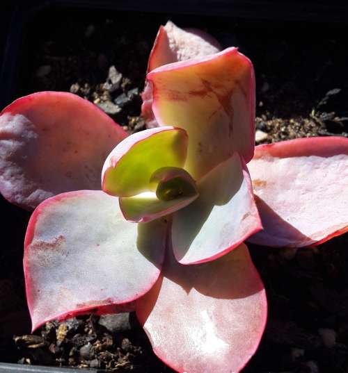 Echeveria afterglow