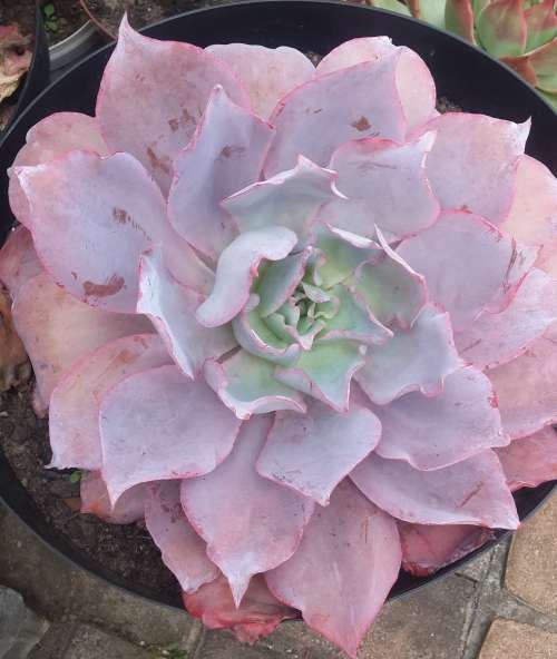 Echeveria afterglow