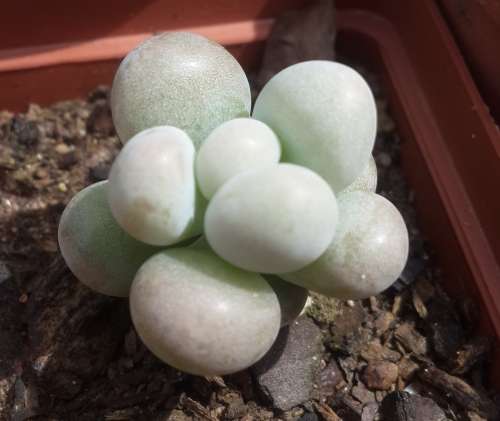 Pachyphytum oviferum ¿ Moonstones