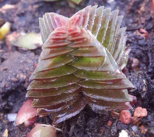 Crassula pagoda village