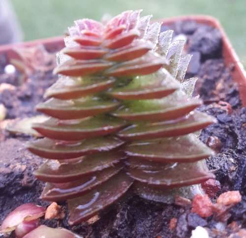 Crassula pagoda village