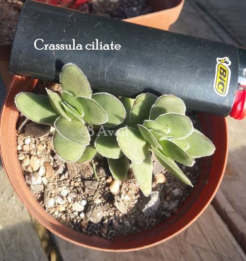 Crassula ciliata