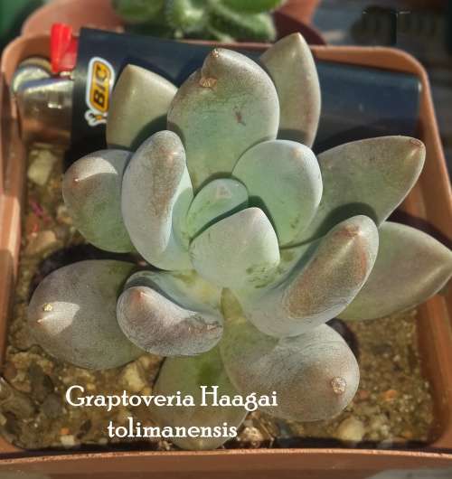 Graptoveria Hagaai tolimanensis