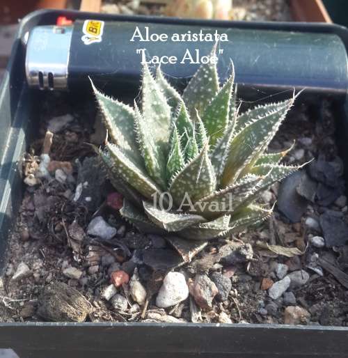 Aloe aristata
