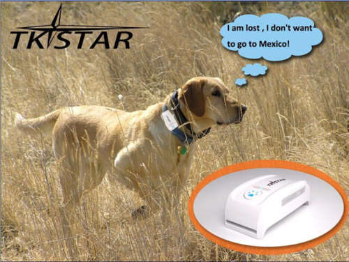 GPS Tracker The Latest in PET & Personal Security
