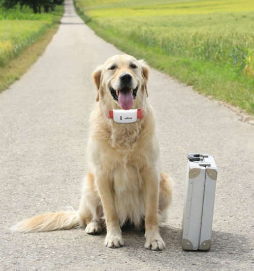 GPS Tracker The Latest in PET & Personal Security