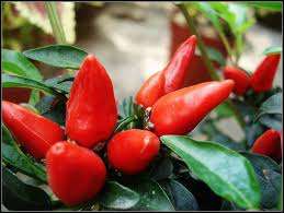 Red Facing Heaven Pepper Seeds (Capsicum annuum)