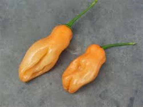 ZAVORY HABANERO PEPER (MILD)