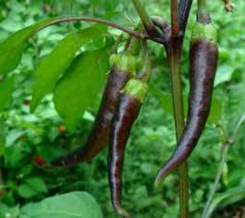 PURPLE TIGER CHILLI SEEDS