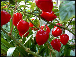 HABANERO CHILLIE SEEDS (RED)