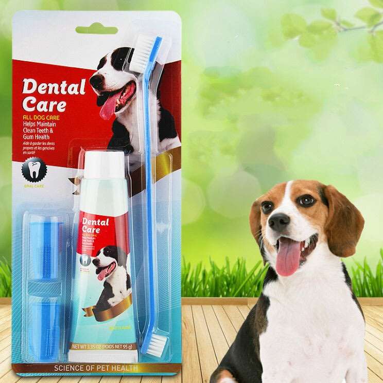 Dental Care For All Dogs to Maintain Clean Teeth and Gum Health