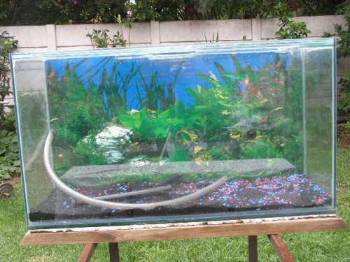 Wow! Stunning Humungous Fish Tank - Fantastic Gift