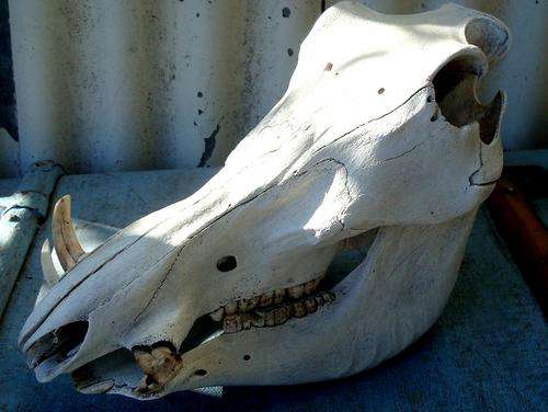 Warthog skull