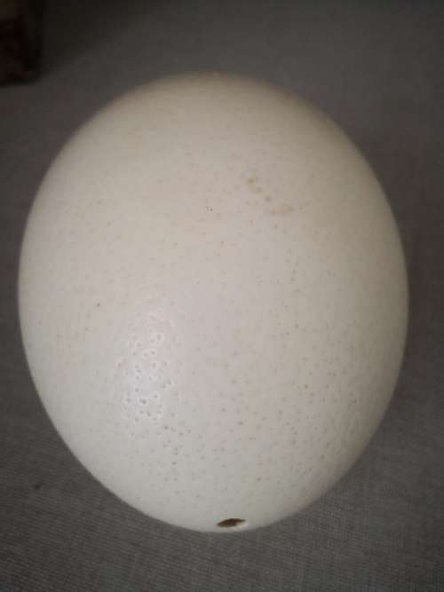 A GRADE OSTRICH EGG SHELL