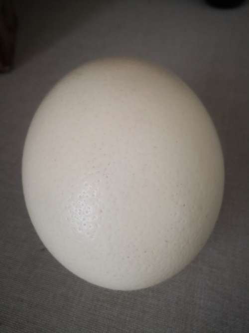 A GRADE OSTRICH EGG SHELL