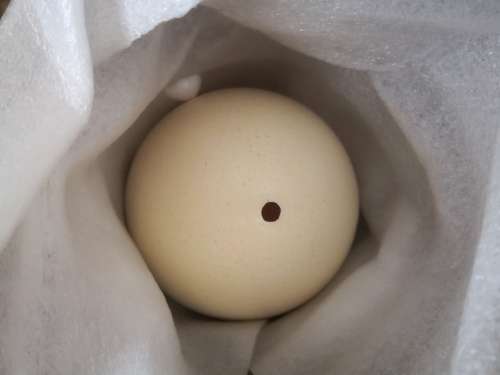 A GRADE OSTRICH EGG SHELL