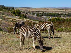 School Holiday Midweek @ Crystal Springs 26 December 2022 - 30 December 2022 4 Sleeper