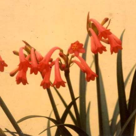 Red Ifafa Lily (Cyrtanthus mackenii) Live Bulbs X 20