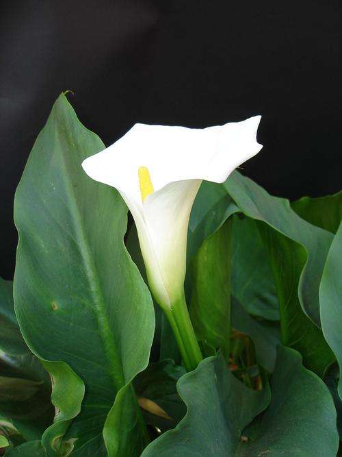 White Arum Lilies - Plants for sale