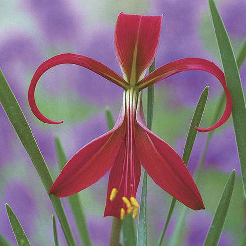 Aztec Lily / Jacobs Lily (Sprekelia formosissima) Live Bulbs X 3