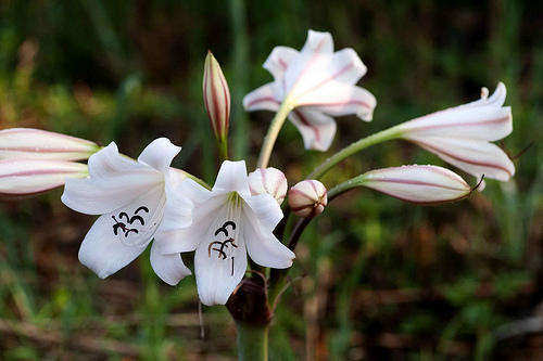 River Lily, River Crinum, Sabie Lily - Bulbs for sale