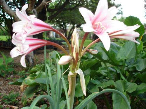 Orange River Lily - Bulbs for sale