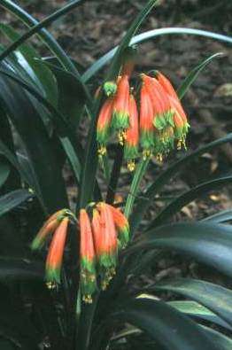 Clivia gardenii - Plants for sale