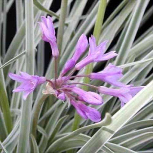 Tulbaghia "Silver Lace" / Wild Garlic - Plants for sale - Price per 3
