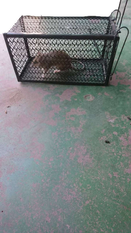 Rat/Mouse trap-Humane-Easy to activate-Suitable for one rodent-Medium size-Very Effective!!!