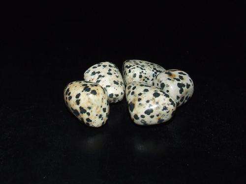 Dalmatian Jasper (5)