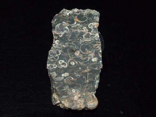 Turritella Slab