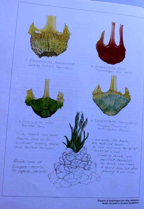 Douglas Goode: CYCADS OF AFRICA in slip case Plus SUID-AFRIKAANSE BOOMGIDS by the Coates Pulgrave's