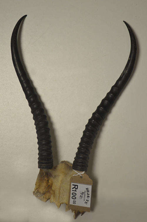 Buck horns