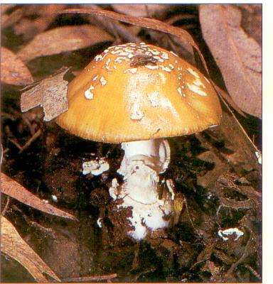 African Amanita Pantherina (Warted Agaric) mushrooms