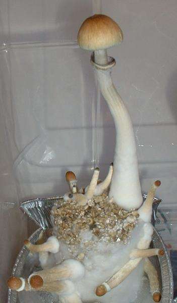 Psilocybe Cubensis spore syringe microscopy kit