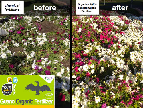 Fertilizer - 100% Organic Seabird Guano Slow Release (20 X Pills per container) R49.00