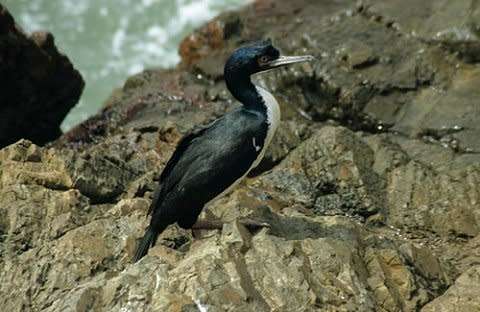 Fertilizer - 100% Organic Seabird Guano Slow Release (20 X Pills per container) R49.00