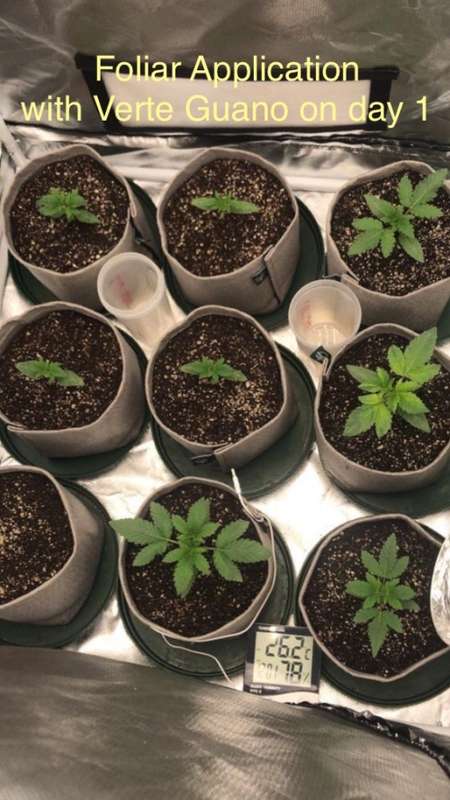 Organic Seabird Cannabis Boost Liquid  25 Litres for R690.00 (Dilute 1:40) Orders allowed now