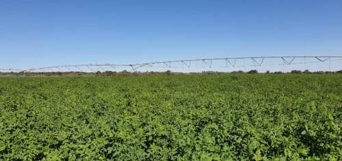 Agri-Boost (3 in 1) : 100% Bio-Organic Liquid Fertiliser (Dilute 1:200) Growth Stimulant 5 Liter