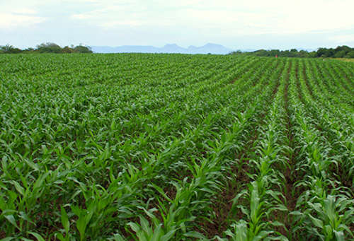 Agri-Boost (3 in 1) : 100% Bio-Organic Liquid Fertiliser (Dilute 1:200) Growth Stimulant 5 Liter